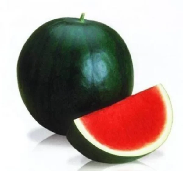 তরমুুজ Tarmuj (Watermelon)
