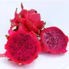 Dragon Fruit
